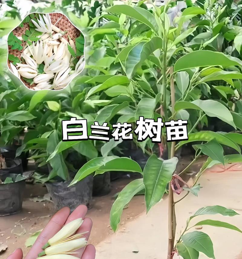 白兰花修剪的最佳时机是什么时候？