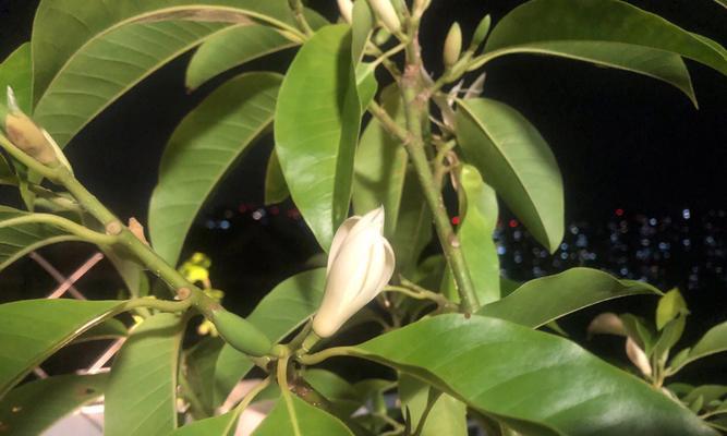 白兰花修剪的最佳时机是什么时候？