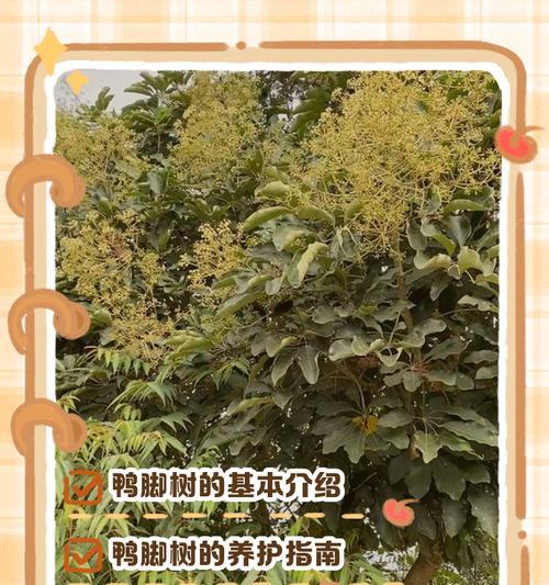 鸭脚树养殖需要注意什么？