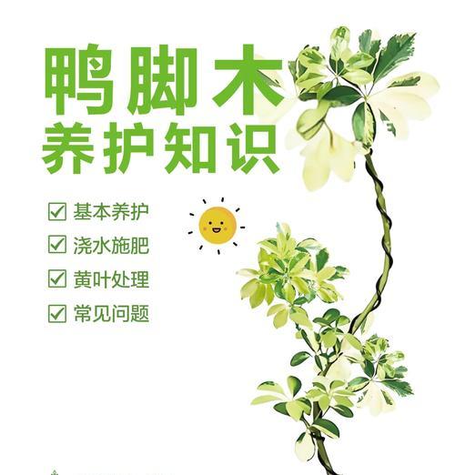 鸭脚树养殖需要注意什么？
