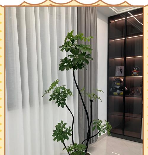 鸭脚树养殖需要注意什么？
