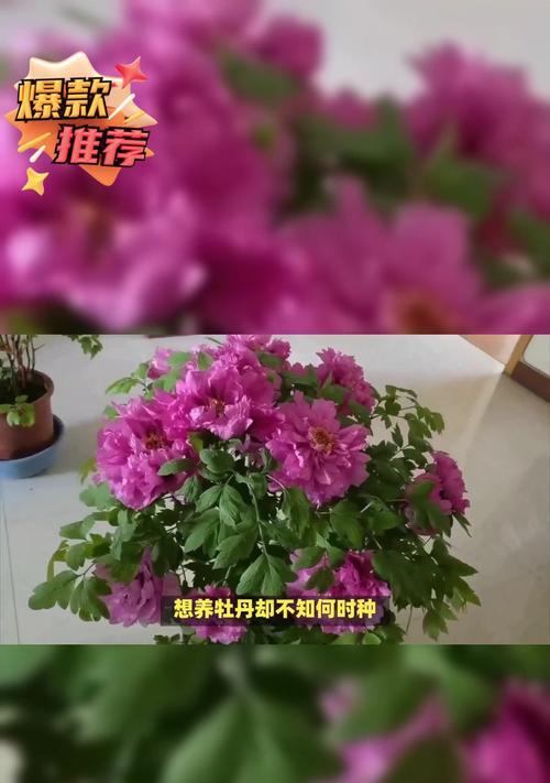 牡丹花的最佳修剪时间是什么时候？修剪有哪些注意事项？