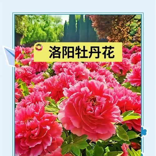 牡丹花的最佳修剪时间是什么时候？修剪有哪些注意事项？