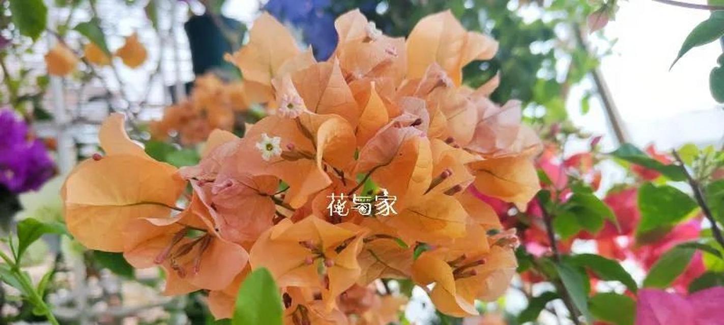 三角梅修剪的最佳时机是什么时候？如何修剪？