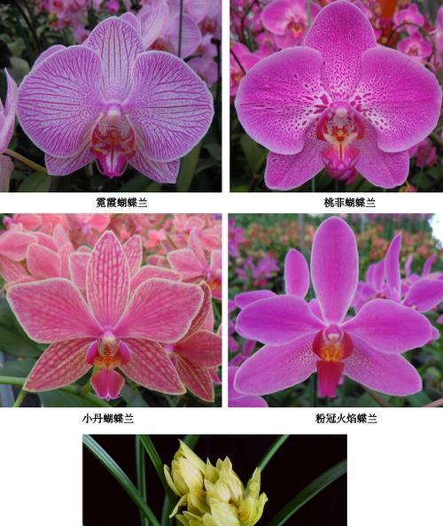 国兰有哪些品种？各自的鉴赏价值如何？