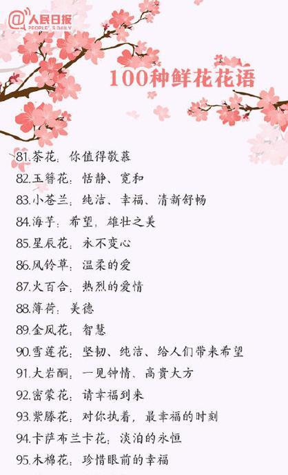 筒叶菊的养护技巧和注意事项是什么？