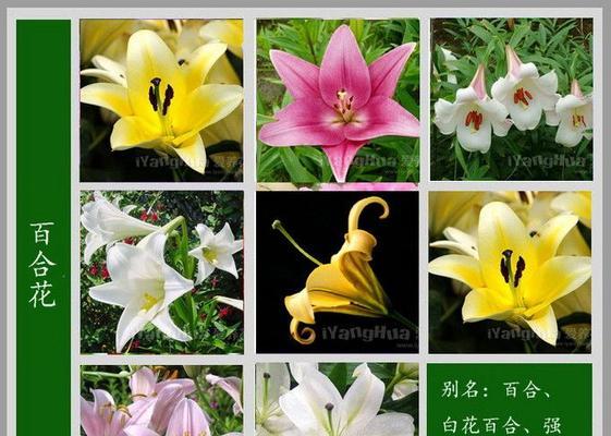 筒叶菊的养护技巧和注意事项是什么？