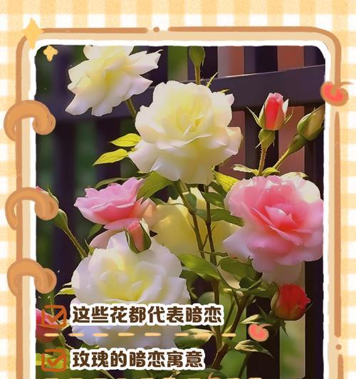 筒叶菊的养护技巧和注意事项是什么？