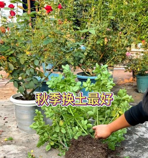 盆栽换土的正确步骤是什么？盆栽换土需要注意什么？