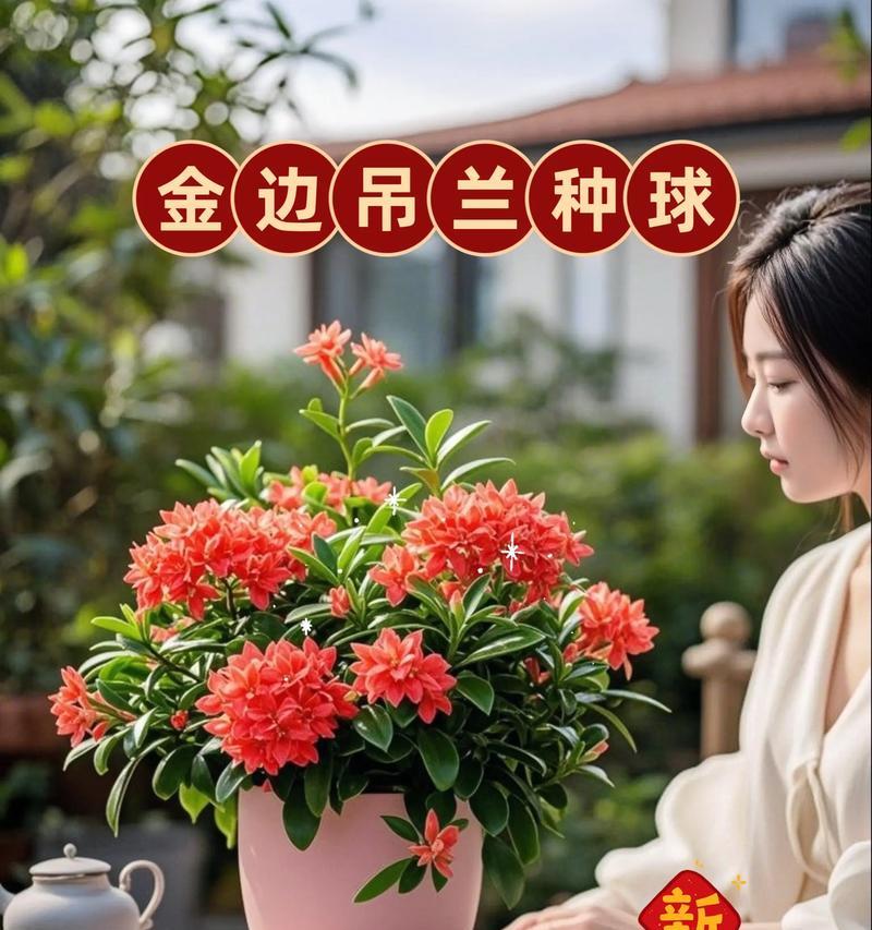 吊兰养殖的要点是什么？如何保持吊兰的健康？