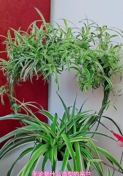 吊兰养殖的要点是什么？如何保持吊兰的健康？
