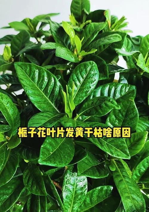 栀子花叶子发黄的解决方法是什么？如何预防？