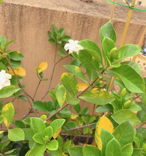 栀子花叶子发黄的解决方法是什么？如何预防？