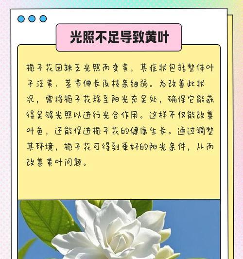 栀子花叶子发黄的解决方法是什么？如何预防？