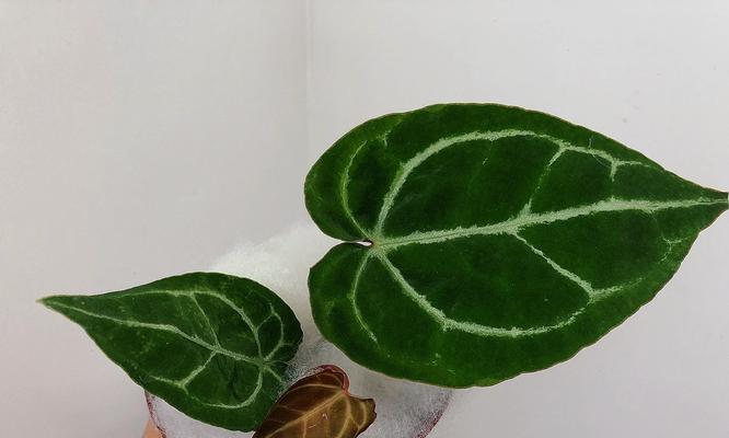 花烛养殖需要注意什么？怎样才能茁壮成长？