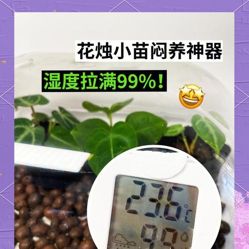 花烛养殖需要注意什么？怎样才能茁壮成长？