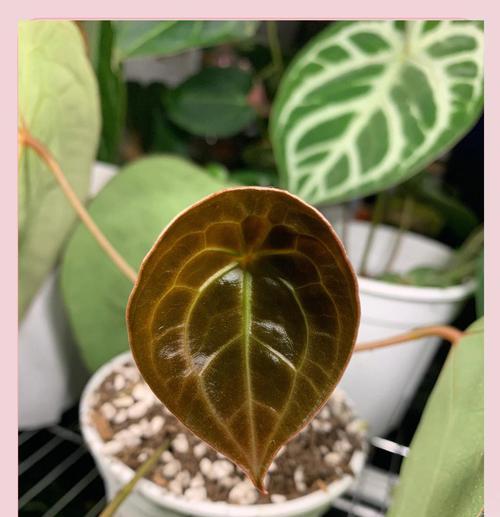 花烛养殖需要注意什么？怎样才能茁壮成长？