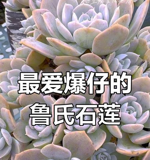 石莲花的养殖要点有哪些？