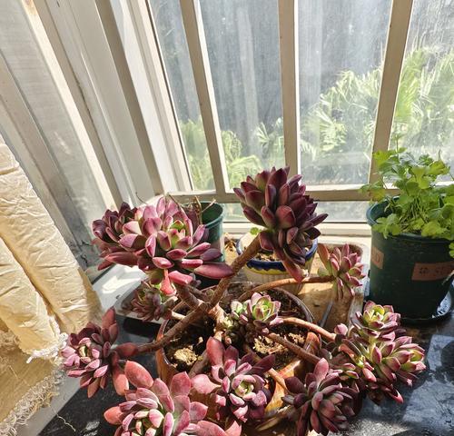 石莲花的养殖要点有哪些？
