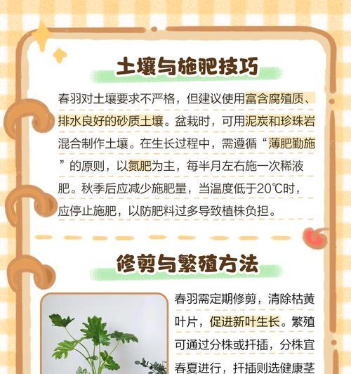 春羽植物的养护方法和常见问题有哪些？