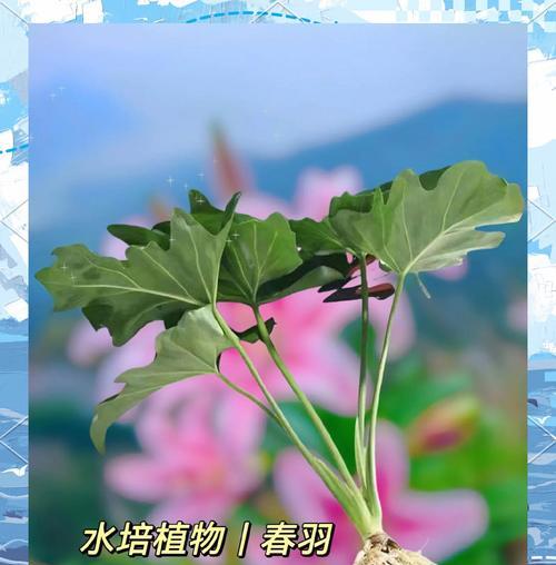 春羽植物的养护方法和常见问题有哪些？