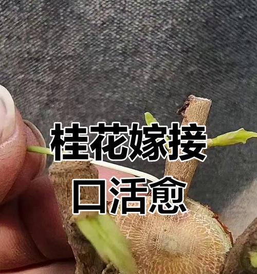 嫁接桂花的养护技巧有哪些？