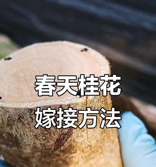 嫁接桂花的养护技巧有哪些？