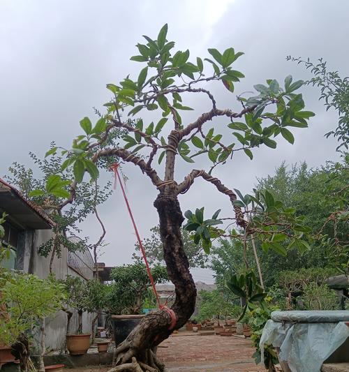 嫁接桂花的养护技巧有哪些？