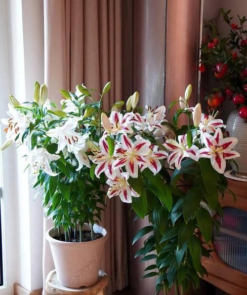 家里有小孩时推荐种植哪些花卉？如何确保安全？