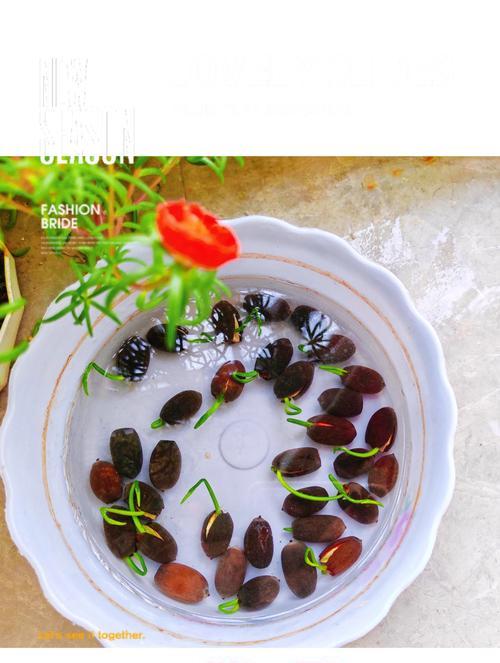 碗莲发芽需要哪些条件？