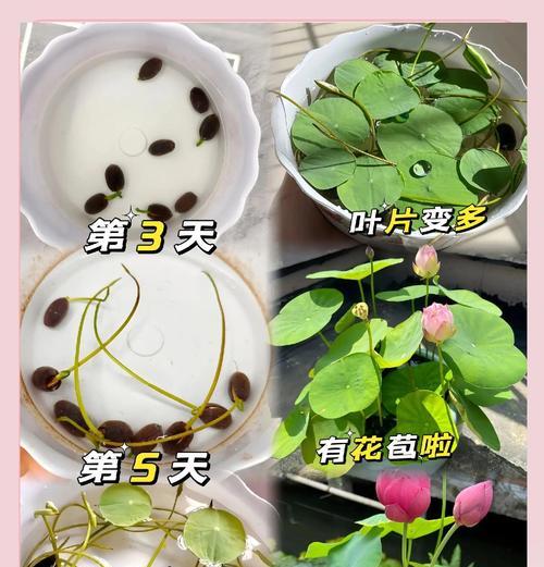 碗莲发芽需要哪些条件？