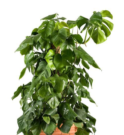 室内适合养哪些树？室内植物的选择和养护方法？