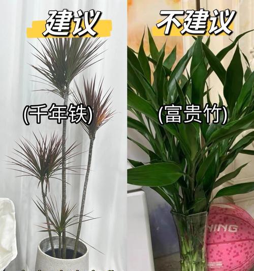 室内适合养哪些树？室内植物的选择和养护方法？