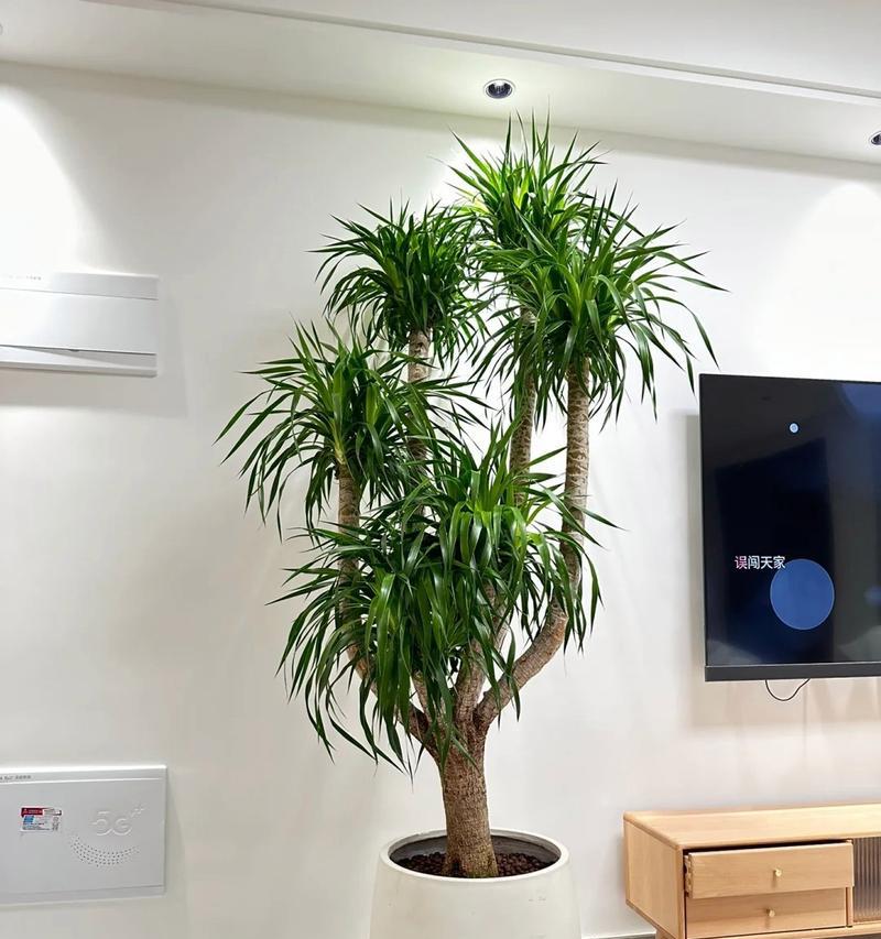 室内适合养哪些树？室内植物的选择和养护方法？