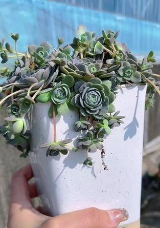 子持莲华剪花苞的最佳时机是什么时候？
