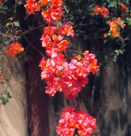 倒挂的花有哪些？它们的生长特点是什么？