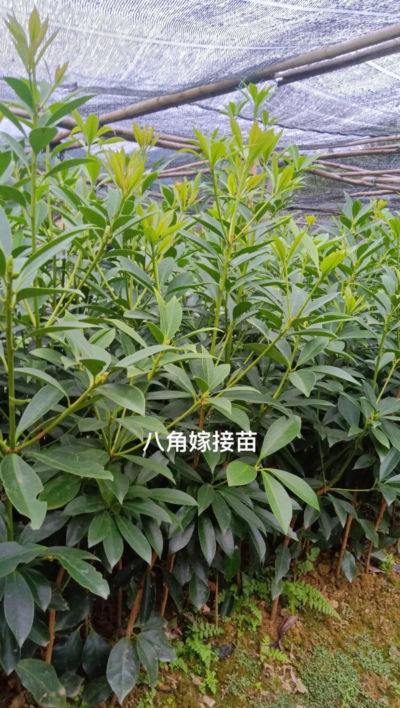 绿化苗木品种有哪些？如何选择适合的绿化苗木？