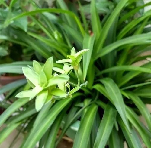 兰花品种中吊兰有哪些？吊兰的养殖技巧是什么？