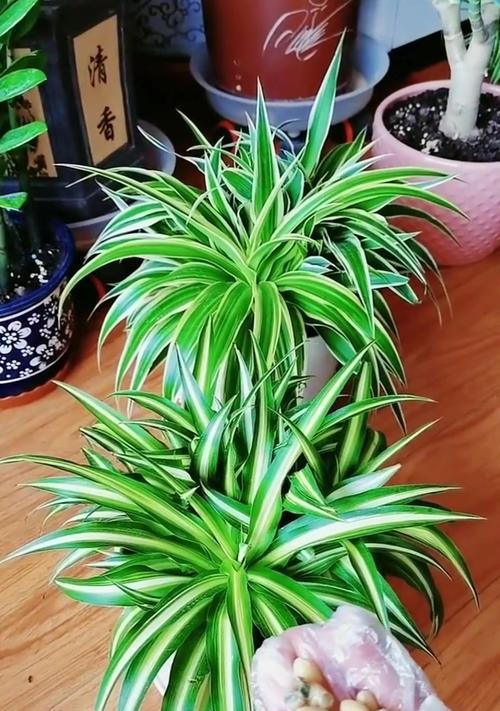 兰花品种中吊兰有哪些？吊兰的养殖技巧是什么？
