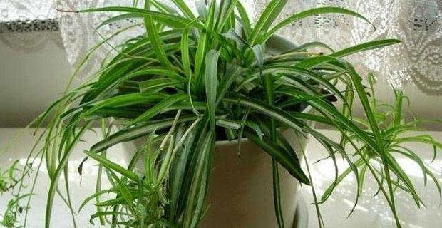 兰花品种中吊兰有哪些？吊兰的养殖技巧是什么？