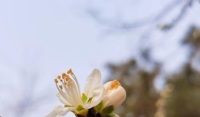 花种应该在哪个季节种植？最佳时间是什么时候？