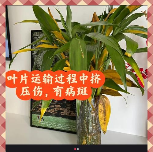 富贵竹水养发黄怎么办？有效解决方法是什么？