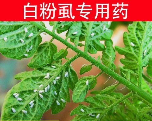 如何有效去除花上的白粉虱？