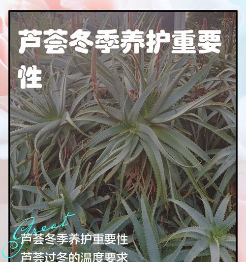 芦荟根部腐烂的处理方法是什么？如何预防再次发生？