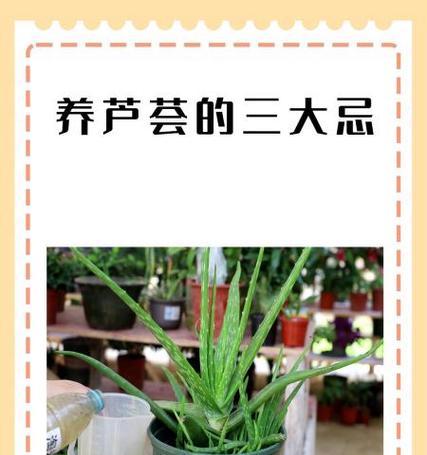 芦荟根部腐烂的处理方法是什么？如何预防再次发生？