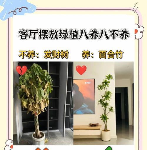 龙须树有哪些品种？它们各自的特点是什么？