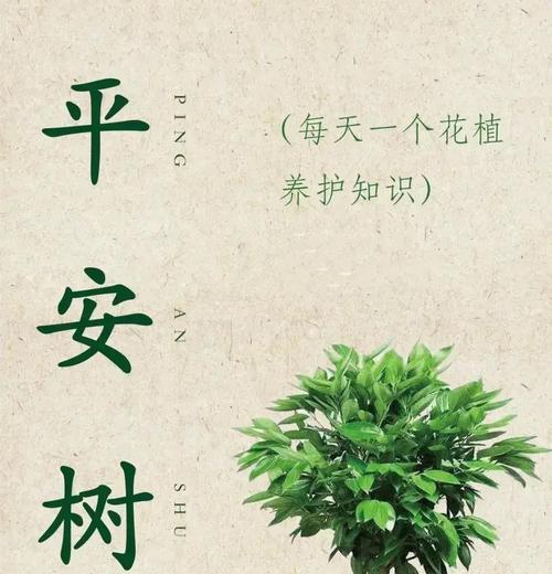 平安树掉叶子的原因是什么？如何解决？