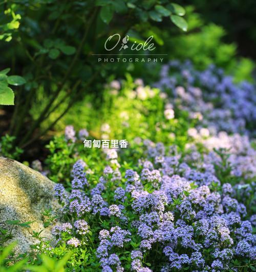 地被花卉有哪些种类？如何选择合适的地被植物？