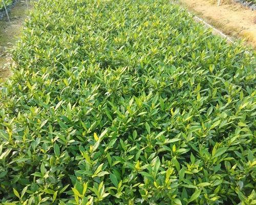地被花卉有哪些种类？如何选择合适的地被植物？
