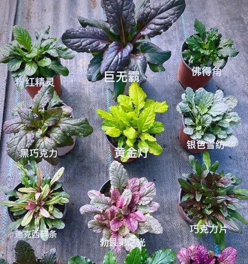 地被花卉有哪些种类？如何选择合适的地被植物？